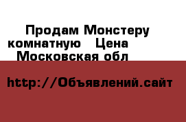 Продам Монстеру  комнатную › Цена ­ 1 000 - Московская обл.  »    